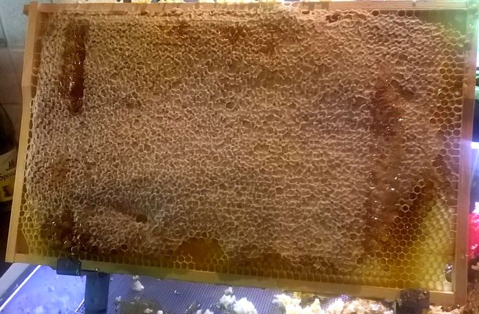 Aus solchen Wabenkästen wird der Bienenhonig gewonnen